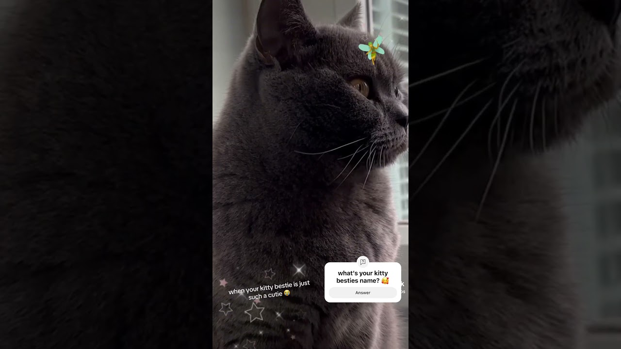 when your kitty bestie is just SUCH a cutie! #cat #britishshorthair #cutecat #catlife #kitten #best