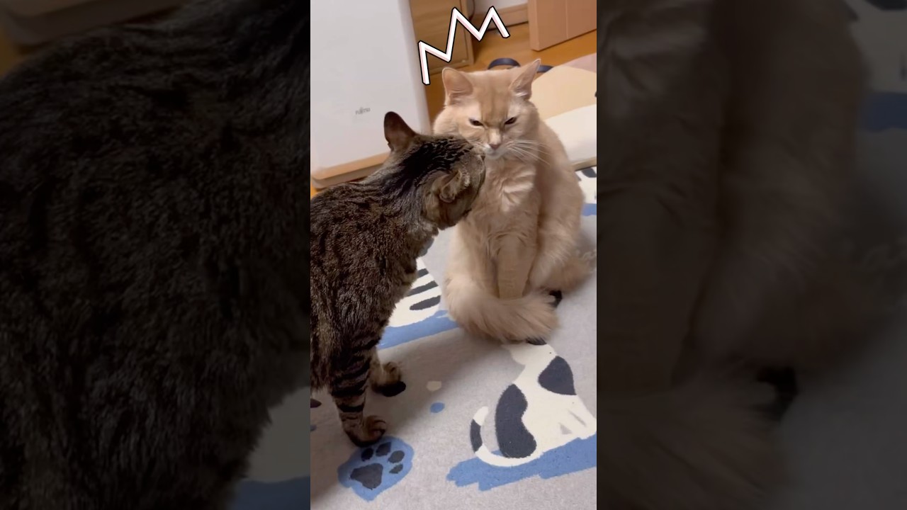 凄い嫌そうな顔🐱 #shorts#猫#ソマリ#キジトラ