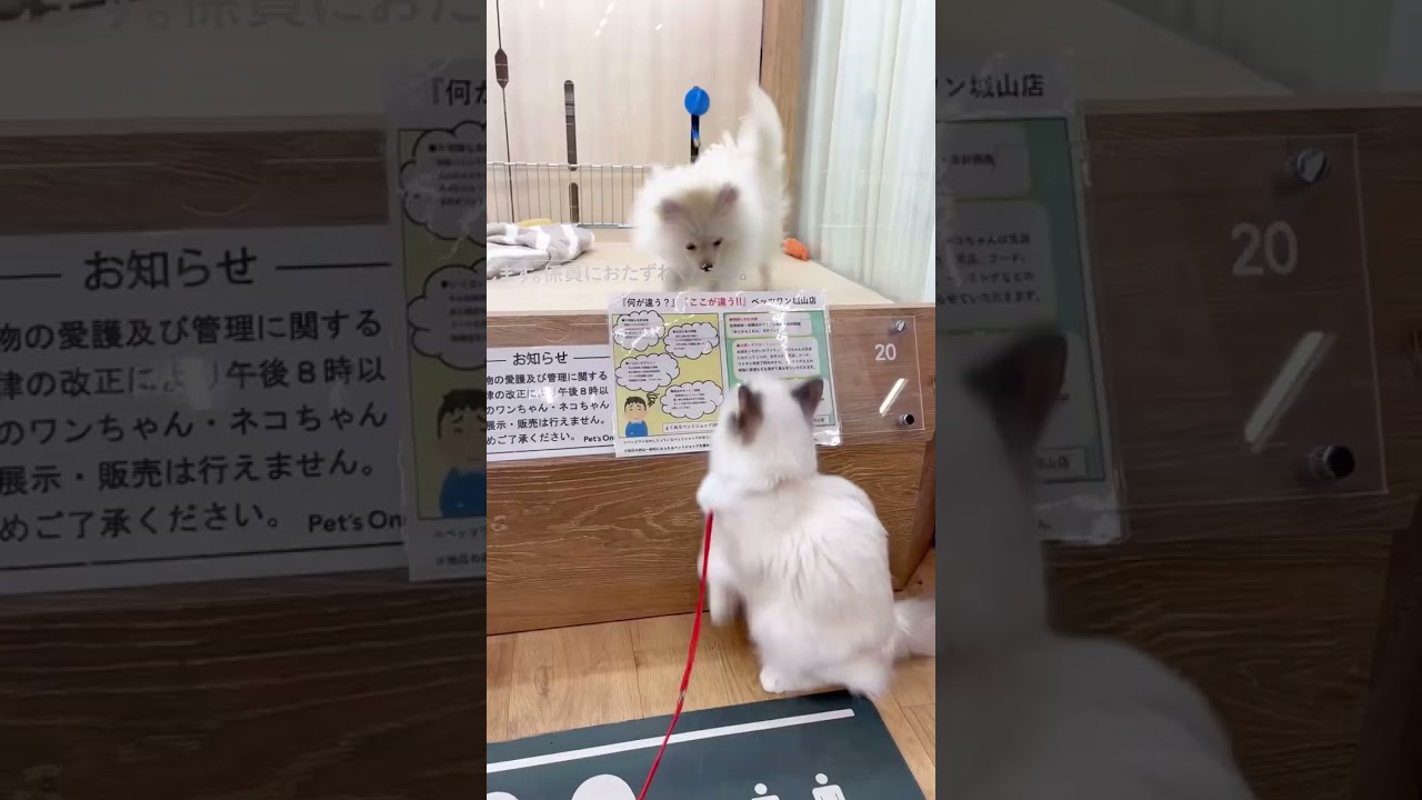 ラグちゃんと遊びたいポメちゃん#shorts#pets#cat #ラグドール#ポメラニアン #ペットショップ＃ペッツワン城山店