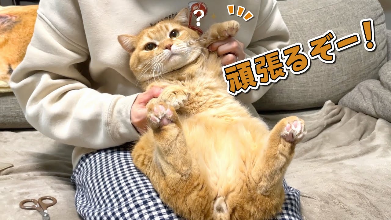 爪切り嫌いの猫が珍しく今日はやる気満々なんです…？
