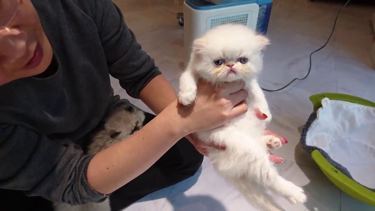 ヒマラヤン子猫の爪切り終了！生後40日の時。 Himalayan babies.At40days.DOB Dec.28/2018