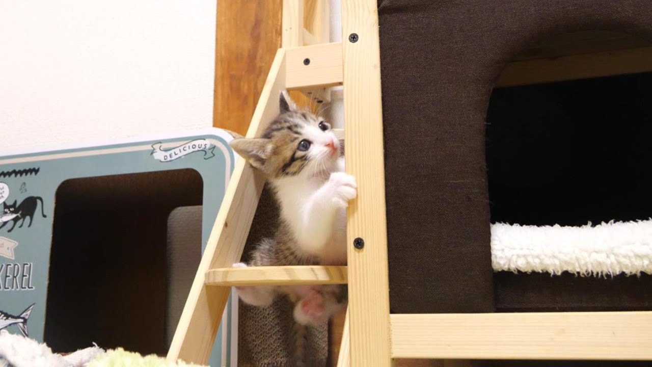 キャットマンションの頂上を狙う子猫ですが・・・【赤ちゃん猫　保護猫】