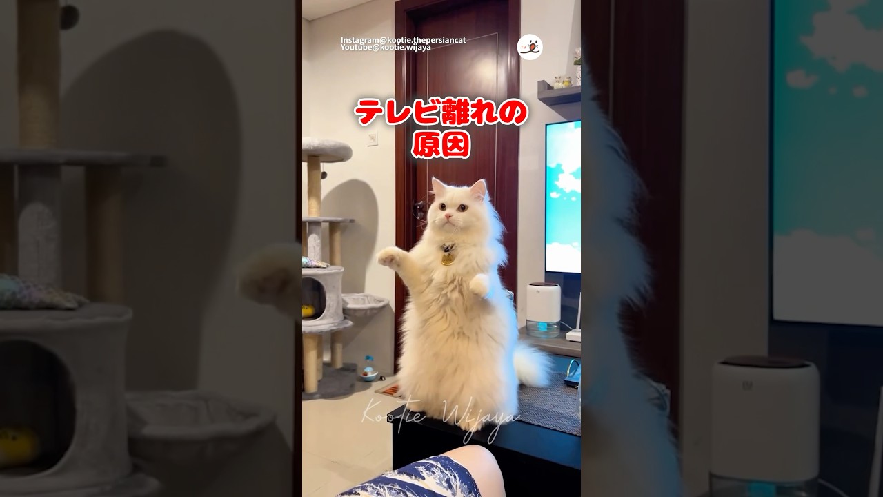 テレビじゃなくて…！👀｜PECO @kootie.wijaya #ペルシャ猫 #白猫 #愛猫家 #猫のいる暮らし #persiancat #whitecat #catlover #catlife