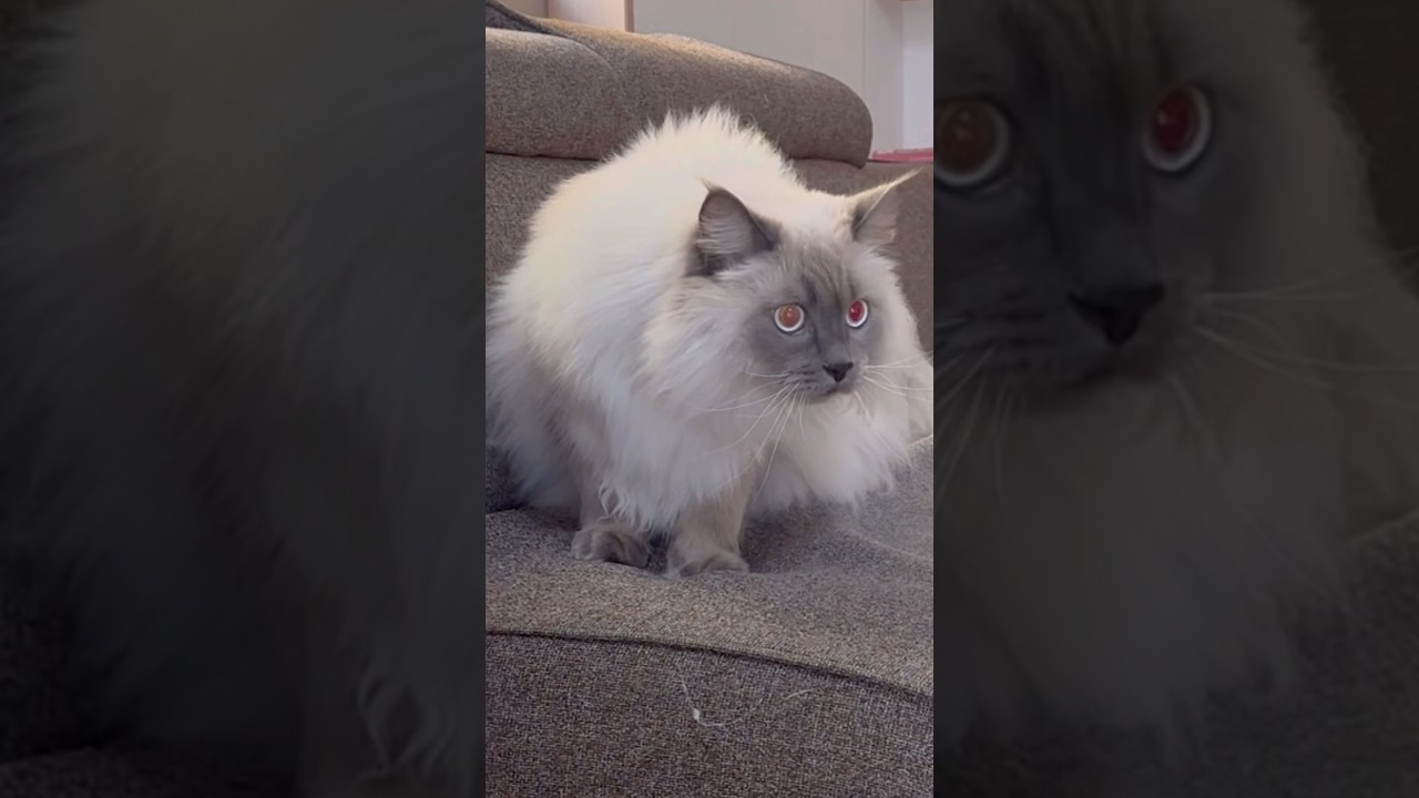 自分でも何がしたいのか分からなくなった猫　もふもふサイベリアン