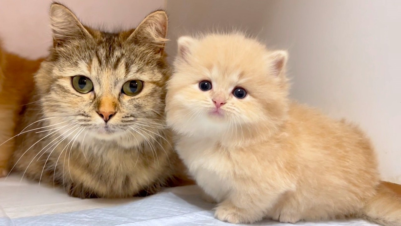 ★まとめ★ニコ家の子猫達の成長をまとめてみた件【猫のいる生活Vol.861～864】出産動画 マンチカン短足・ミヌエット・ペルシャ猫専門ブリーダー『ペット蔵人』【子猫の成長記録】