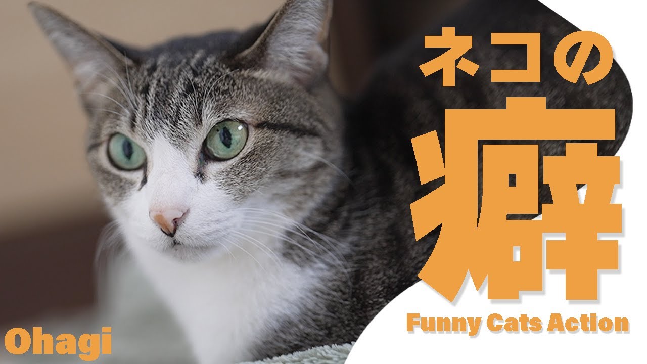 猫のくせー癖