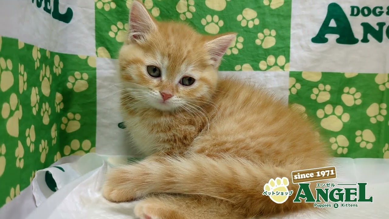 スコティッシュフォールド 2501084 【ペットショップエンゼル　子犬・子猫販売】