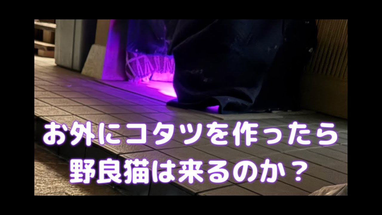 【野良猫にこたつ！！】