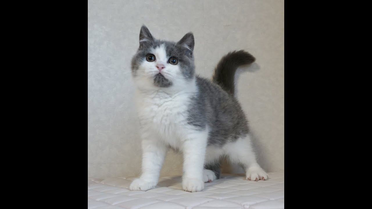 ブリティッシュショートヘアー子猫　British Shorthair　2024.10.1産まれ　ブルータビー＆ホワイト　男の子　シーダキャット猫のお店