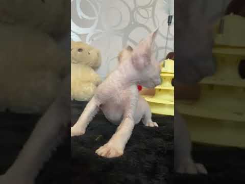 Jack — а Sweet Boy of Devon Rex Breed