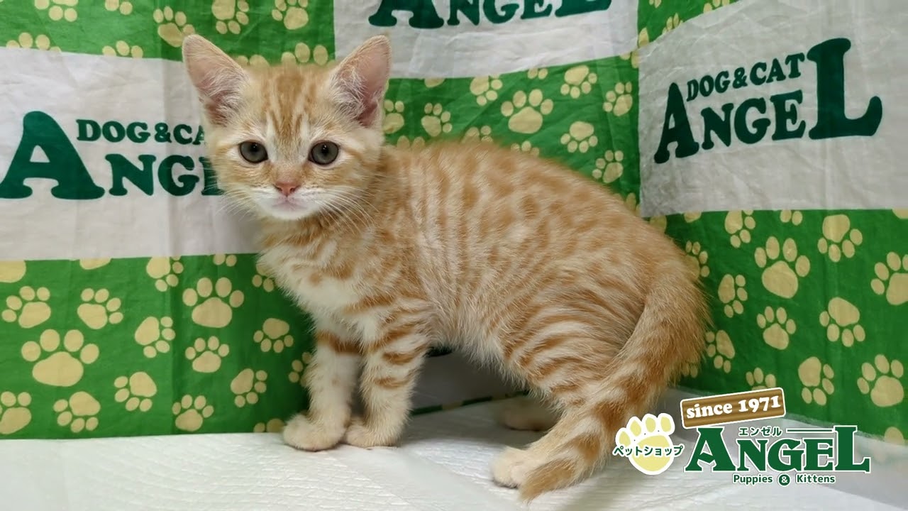 スコティッシュフォールド 2501083 【ペットショップエンゼル　子犬・子猫販売】