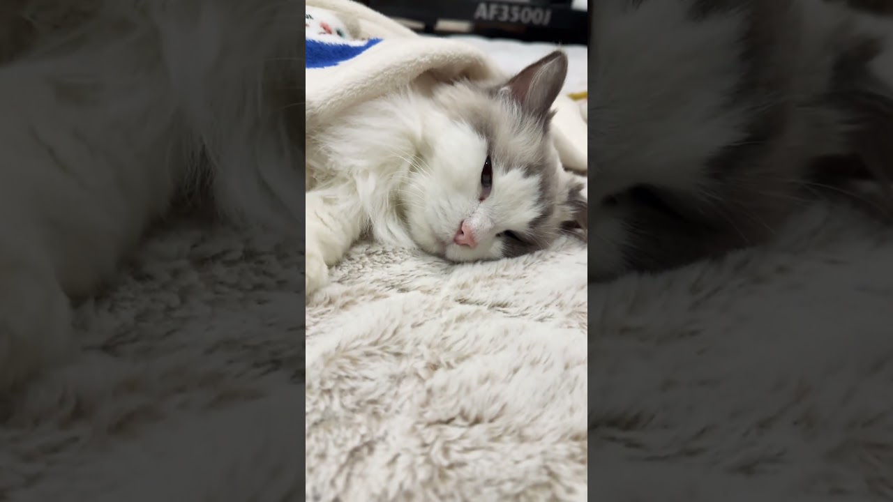 【ラグドール】アリスのおひるね💤