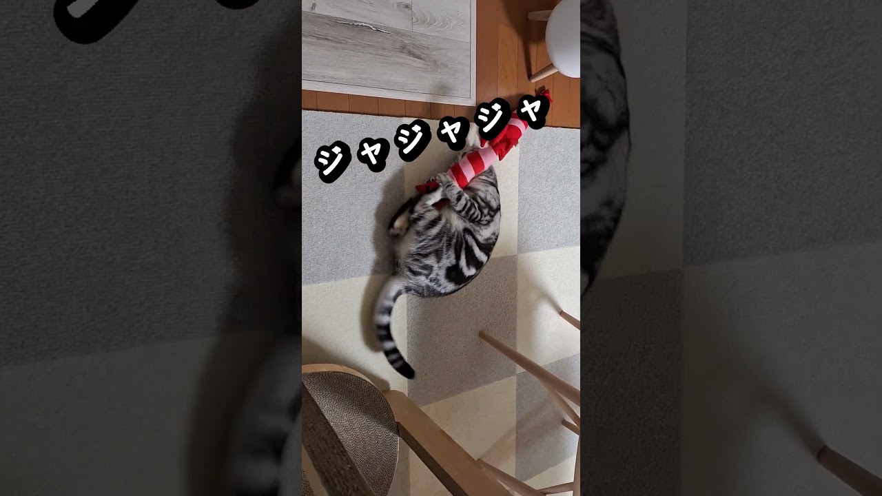 「#アメショ の男の子 キリアンの日常　新しいエビが好き！」#shorts、#アメリカンショートヘアー、#ねこ、#cats、#ペットショップで売れ残ったアメショの男の子、#猫癒し