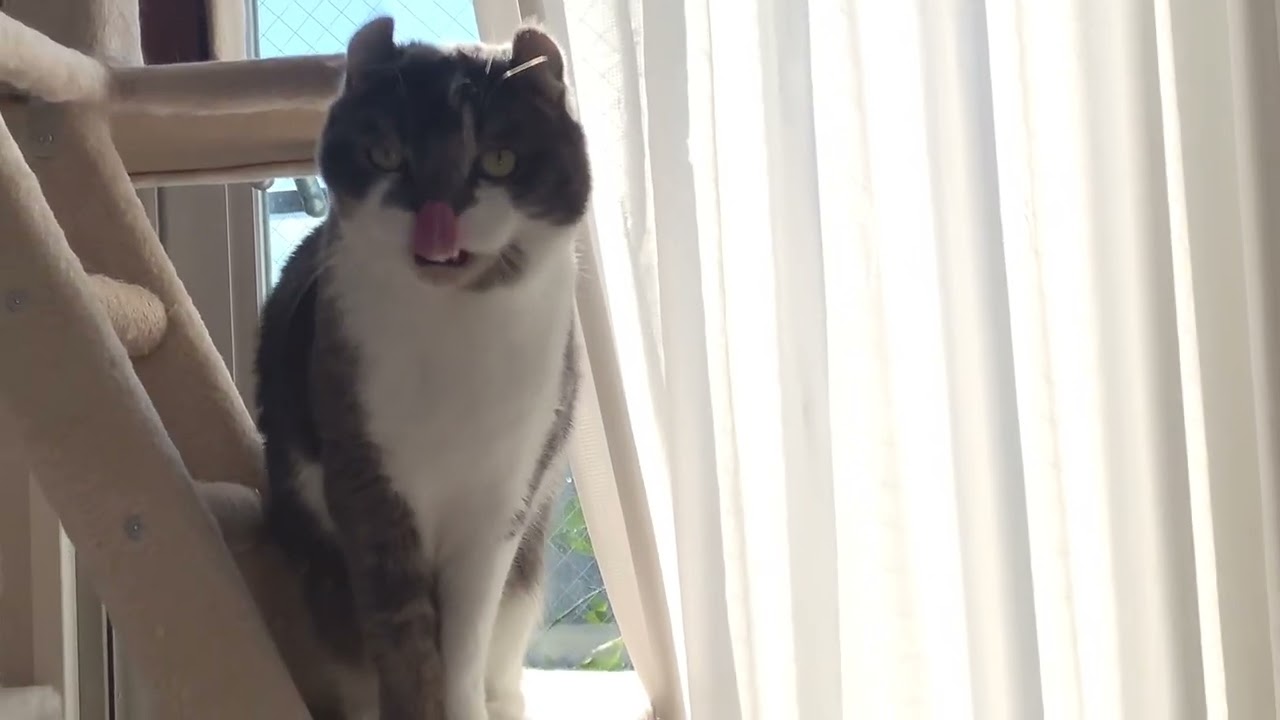 ねこを振り向かせる魔法の呪文 #アメリカンカール #たぴ