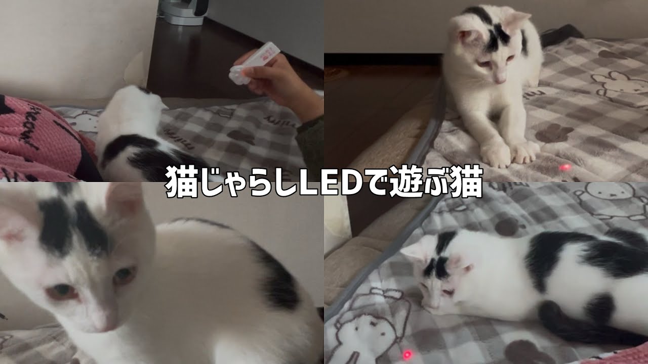 猫じゃらしLEDで猫と遊ぶ、ミルねーさん困惑。＃ねこ＃保護猫＃おもちゃ