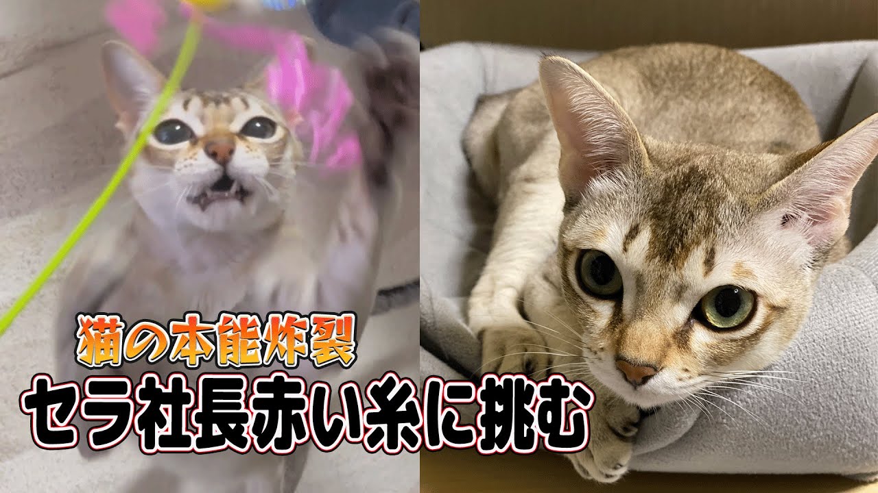 【シンガプーラ】セラ社長、赤い紐に夢中！飼い主の操る赤い紐で一生懸命遊ぶ姿をお届けします。ぜひご覧ください！