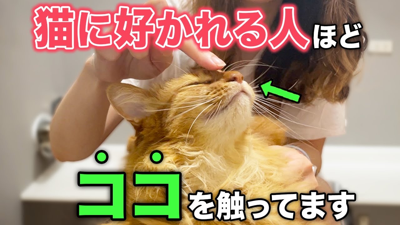 猫に好かれる人はここを触っている！猫の大喜びスポット5選
