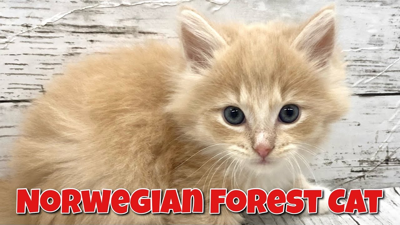 【NEW☆FACE】お父さんがACCのチャンピオンの称号をもったノルちゃんが仲間入り！