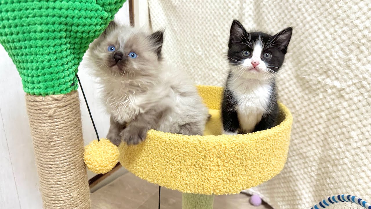 保護３日目 初めてケージから出たらテンションが上がっちゃった子猫【お祭り兄弟日記#2】Kittens who got excited when they got out of their cage.