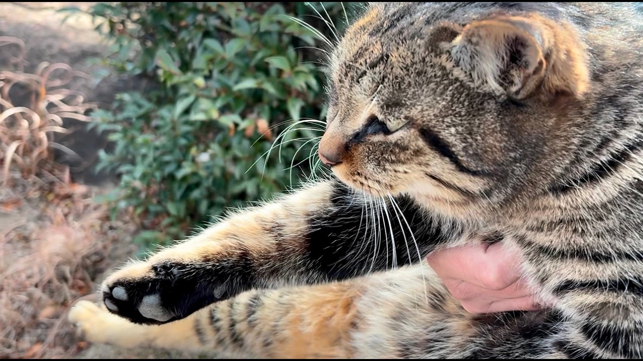 抱っこより今は得意のジャンプでスリスリ甘えたい猫ニャッハー