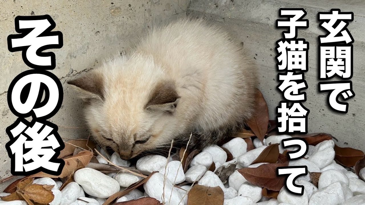 【追加映像】玄関前にうずくまる子猫を保護しました〜その後〜