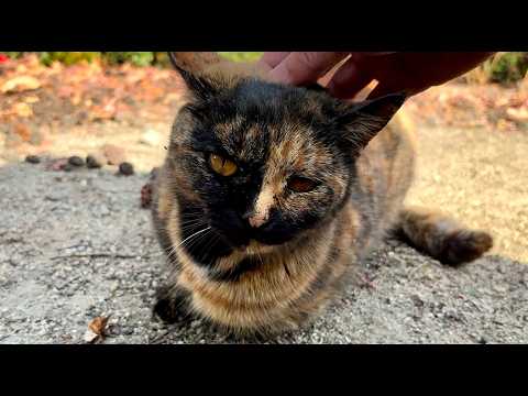 突然懐いたサビ猫ちゃんが白猫の隙を見てたくさん甘える
