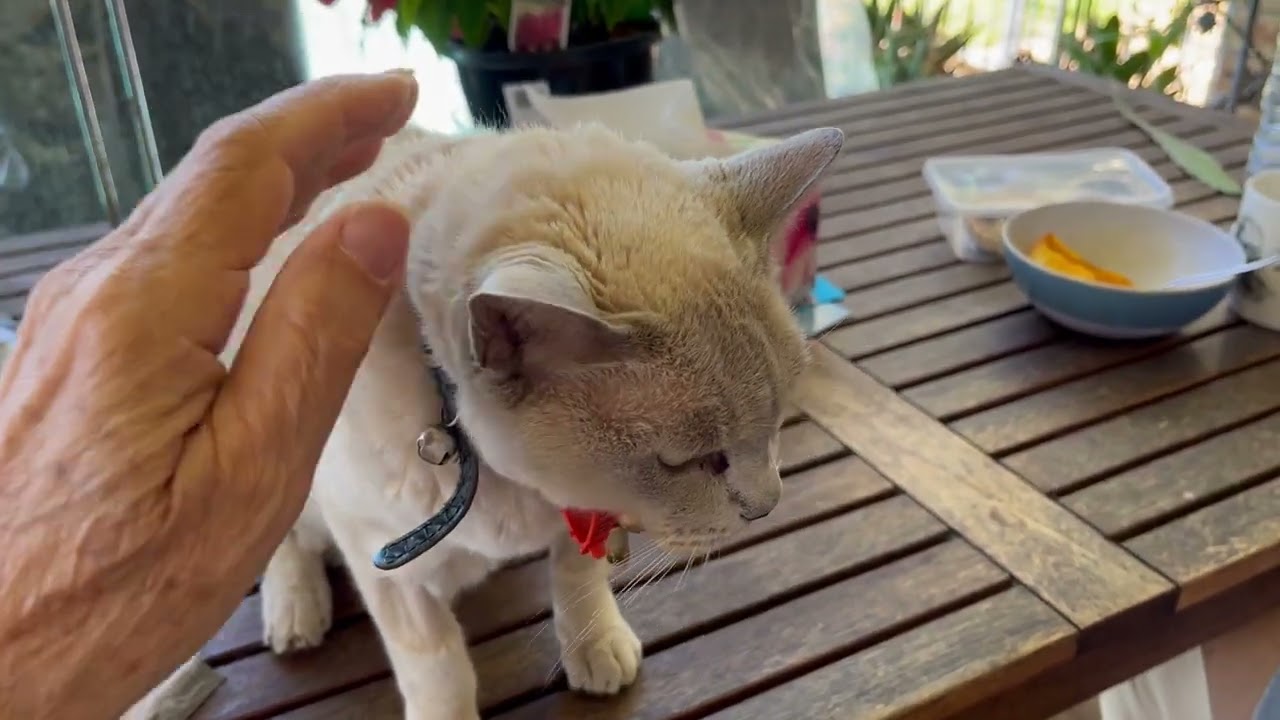 Beautiful Brulee the Burmese Cat loves her fur being brushed – even backwards!