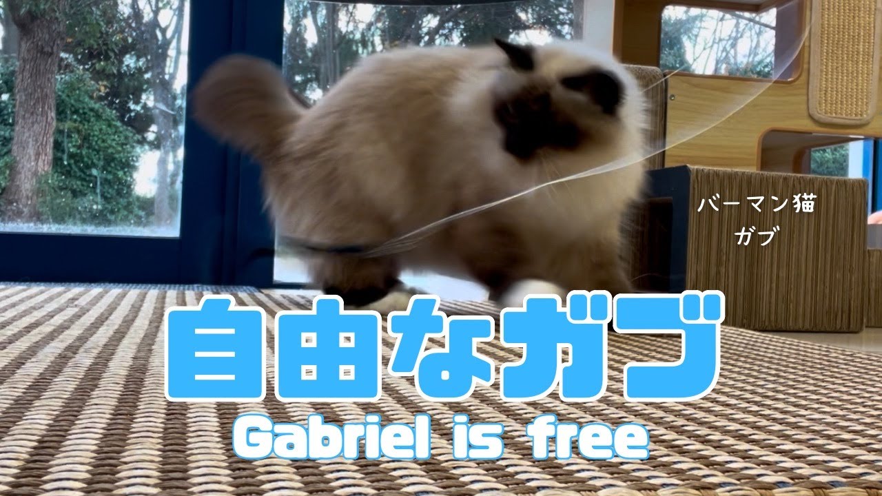 バーマン猫ガブ【自由なガブ】Gabriel is free（バーマン猫）Birman/Cat