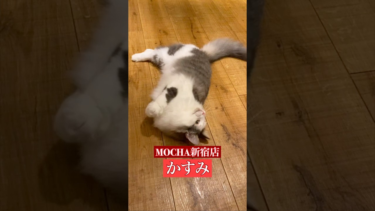 🐱かすみ🐱　(ノルウェージャンフォレストキャット♀)　猫カフェMOCHA新宿店　2024/12/4 撮影分　　#日替わり猫カフェにゃんこ　#cat #catcafe