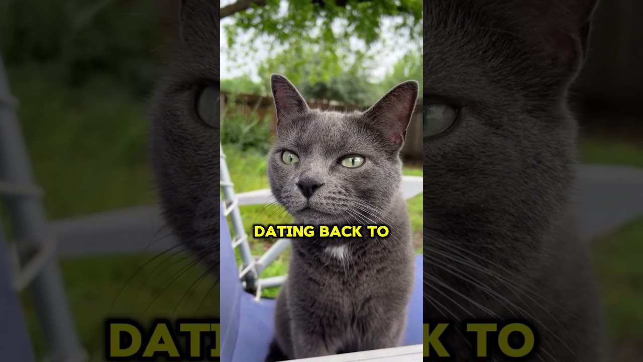 Korat Cat – The “Good Luck Charm” of Thailand! 🐾✨
