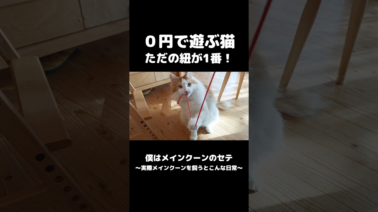 タダの紐なのに... #メインクーン #猫のいる暮らし #mainecoon #cat