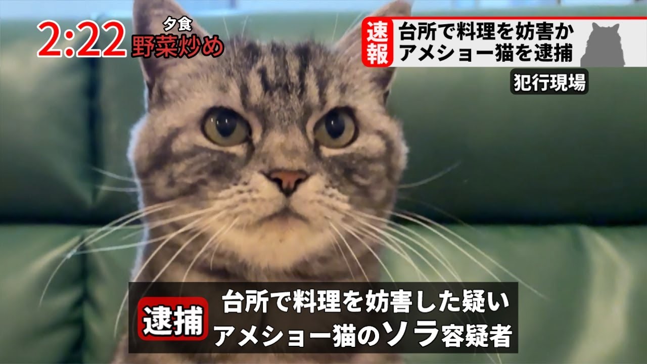 【速報】飼い主の料理を妨害した疑いでアメショー猫を逮捕しました。