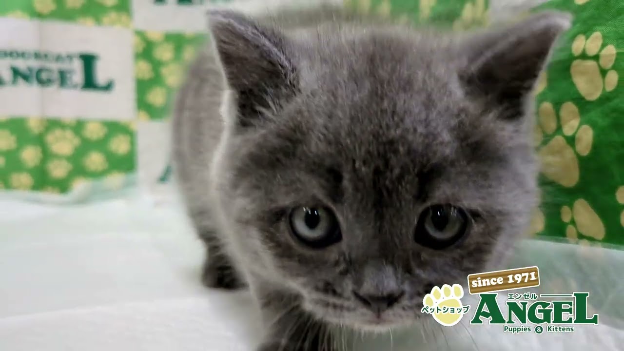 スコティッシュフォールド 2501093 【ペットショップエンゼル　子犬・子猫販売】