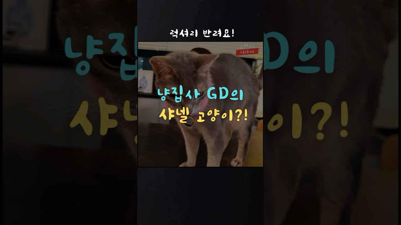 지드래곤의 샤넬 고양이 #냥집사 #반려묘 #아비시니안 #러시안블루 # 반려동물 #pet #cat #빅뱅 #GD