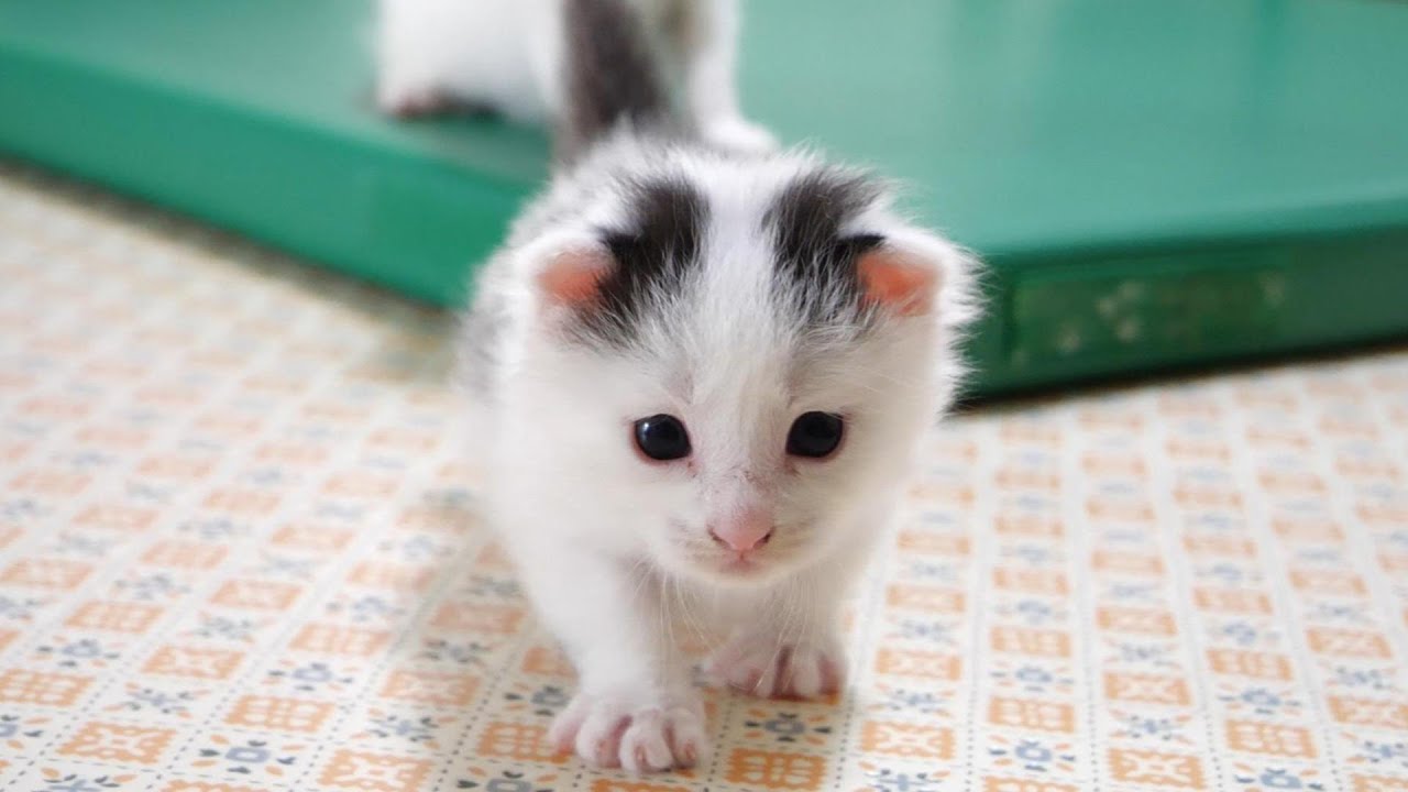 ヨチヨチ歩きの子猫がミルクを求めてママの元へ【赤ちゃん猫　保護猫】