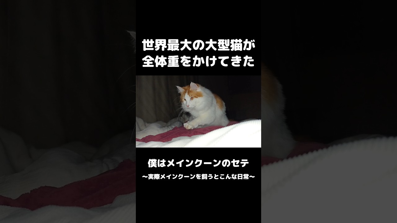 起きたらこうなってた... #世界最大の猫種 #メインクーン #猫のいる暮らし #mainecoon #cat