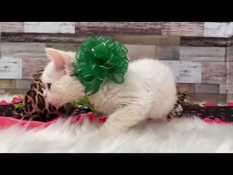 セルカークレックスの子猫 2022/2/16生 ホワイト  224番グリーン オス