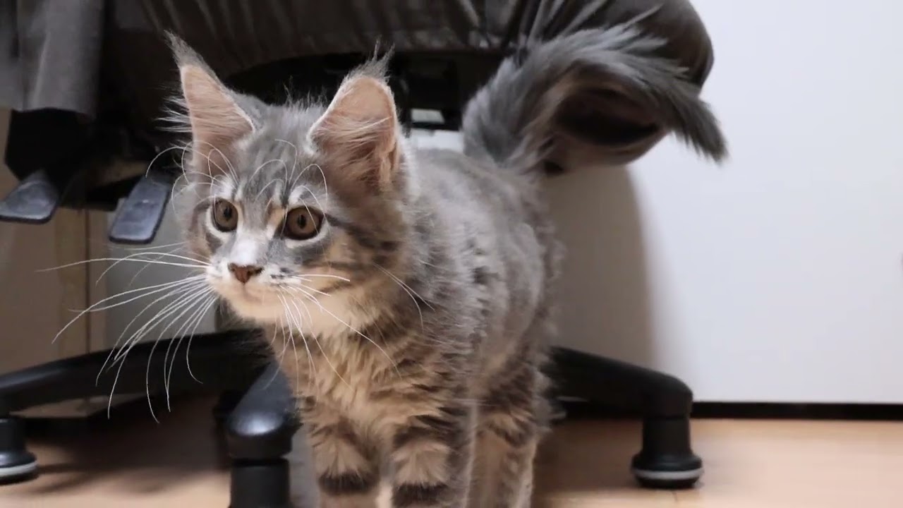 メインクーン子猫ノートちゃん家に来て１週間