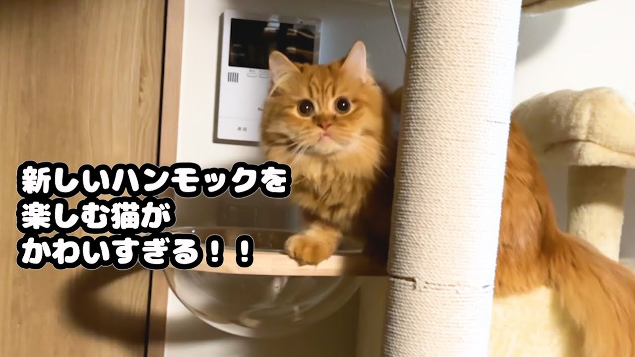 新しくハンモックを増設！ご機嫌の猫たちがかわいすぎる