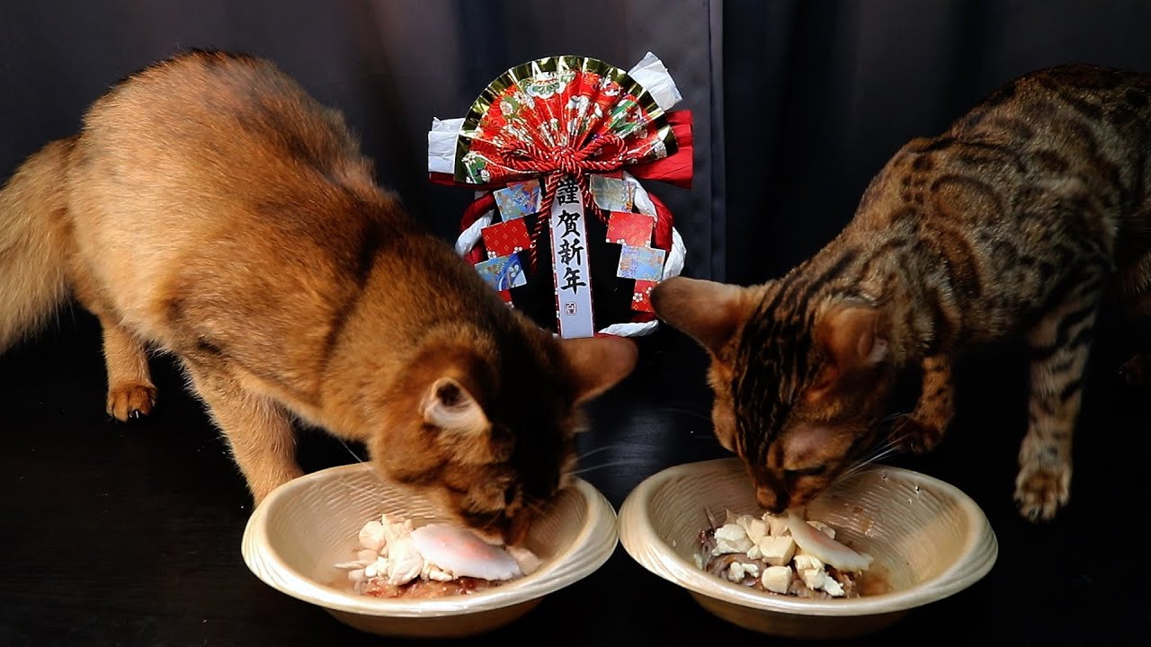 【ベンガルとソマリのお正月】お蕎麦を食べる猫の動画［みかんとチョコ］