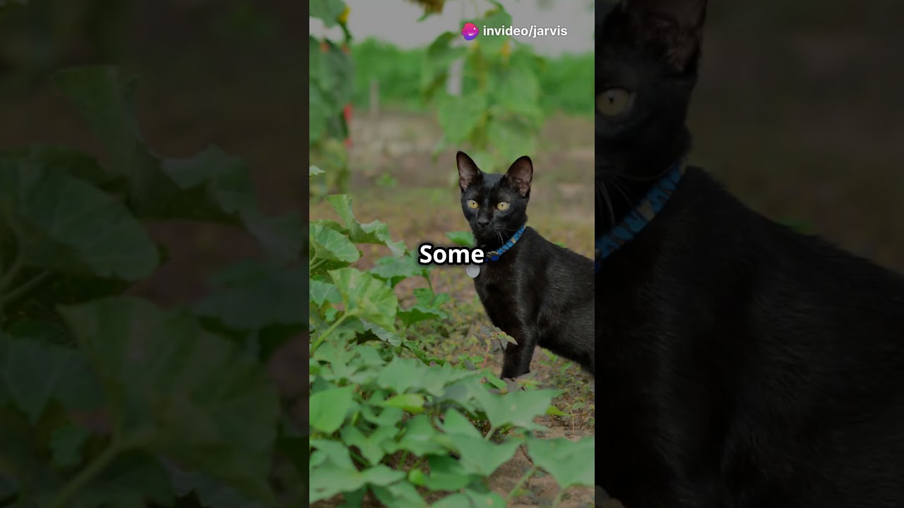 10 Fascinating Facts About Manx Cats! #petlovers #cat #fascinatingfelines