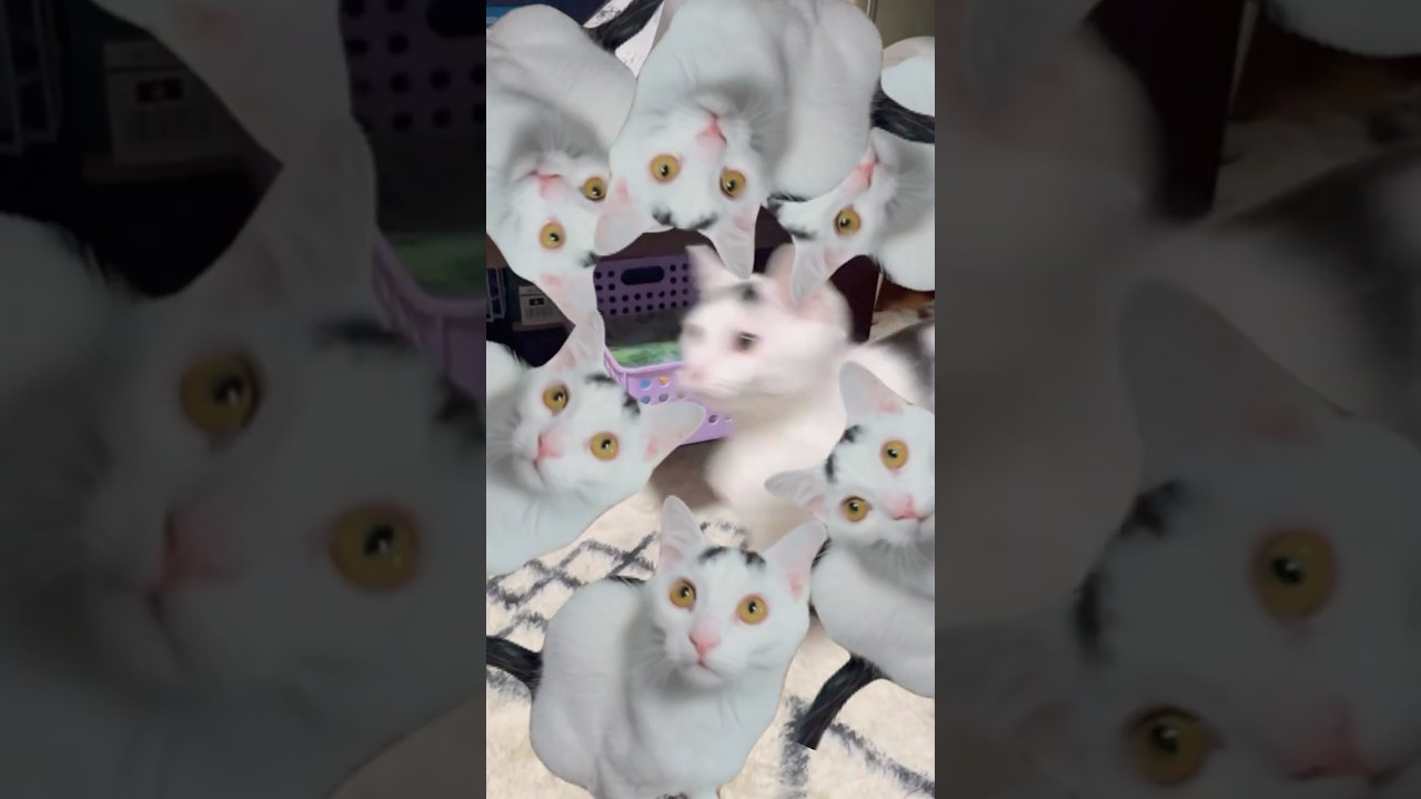 わため富士のうた、ミルねーさん＃shorts＃ねこ＃保護猫＃cat
