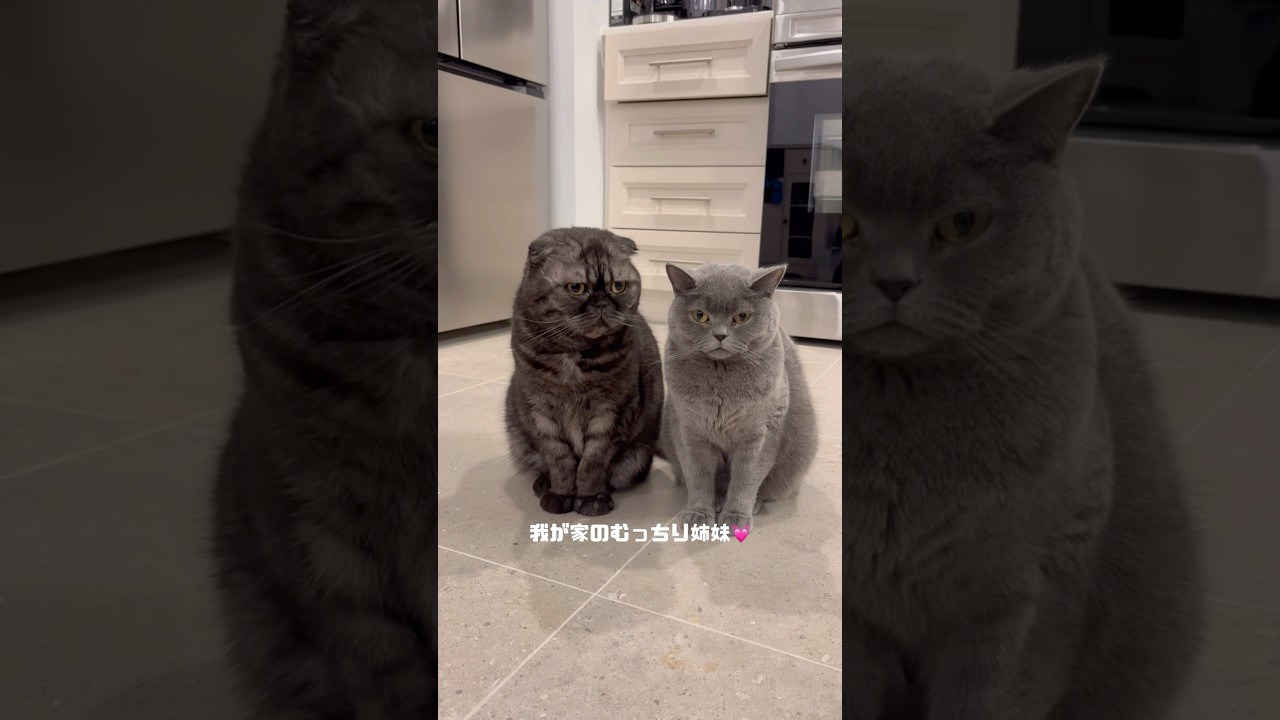 むちむちな姉妹😂💓Cute round cats#cat#short#スコティッシュフォールド#ブリティッシュショートヘア#猫#子猫