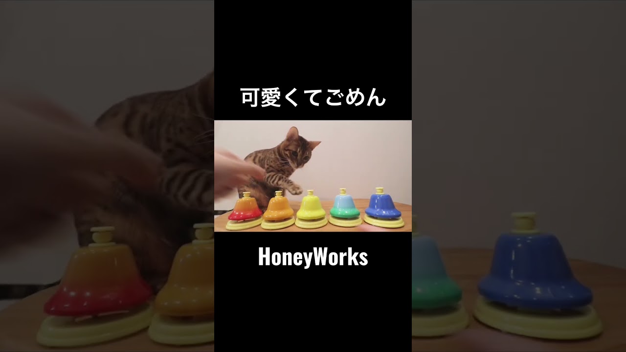 猫様は賢い！！ #shorts #ベンガル猫 #可愛くてごめん #honeyworks