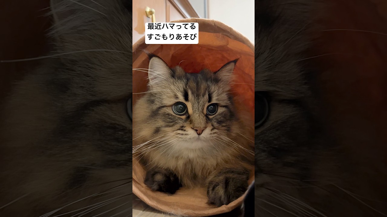 トンネルごっこに付き合って #サイベリアン #猫 #トンネル