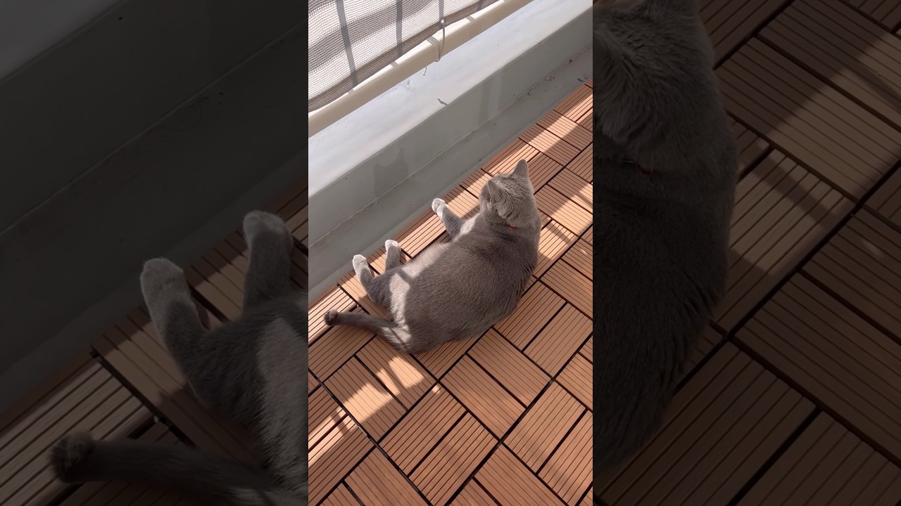ぽかぽかベランダのつむやま〜【シャルトリューつむやまのひなたぼっこ日記】 #cat #シャルトリュー #ねこ #猫のいる暮らし #猫好きさんと繋がりたい #ネコ #ひなたぼっこ #埼玉県 #狭山市