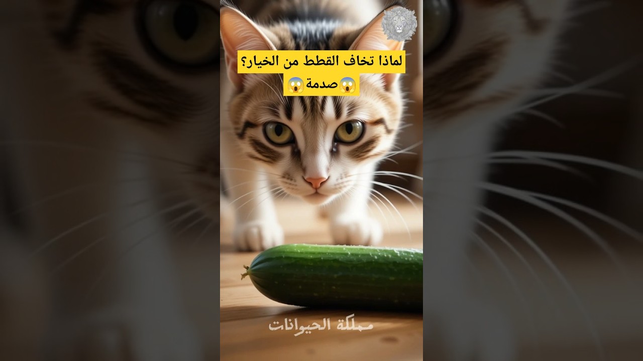 لماذا تخاف القطط من الخيار؟ 🥒🐾 السر الذي لا تعرفه! #مملكة_الحيوانات #عالم_القطط  #عالم_الحيوانات