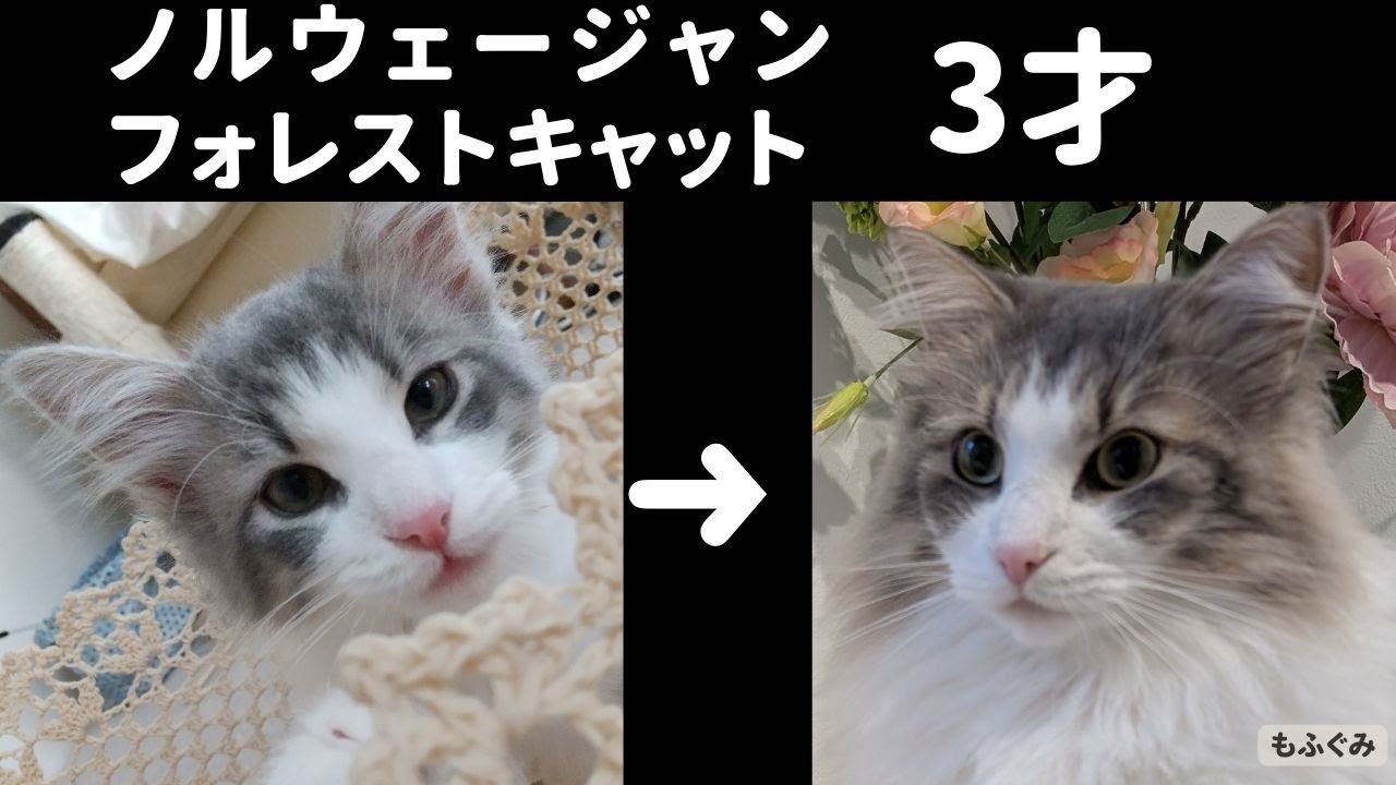 ノルウェージャンフォレストキャットの3才の成長
