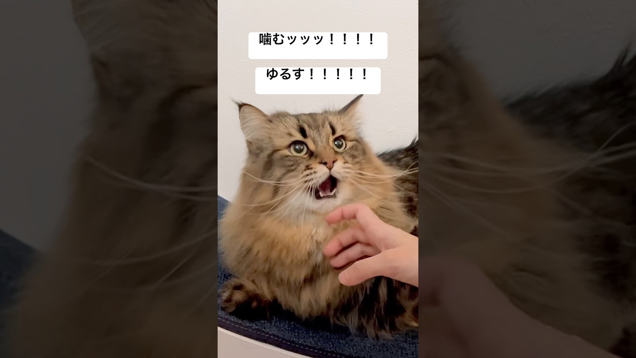 胸をナデろ！！！！！ #サイベリアン #猫 #なでなで