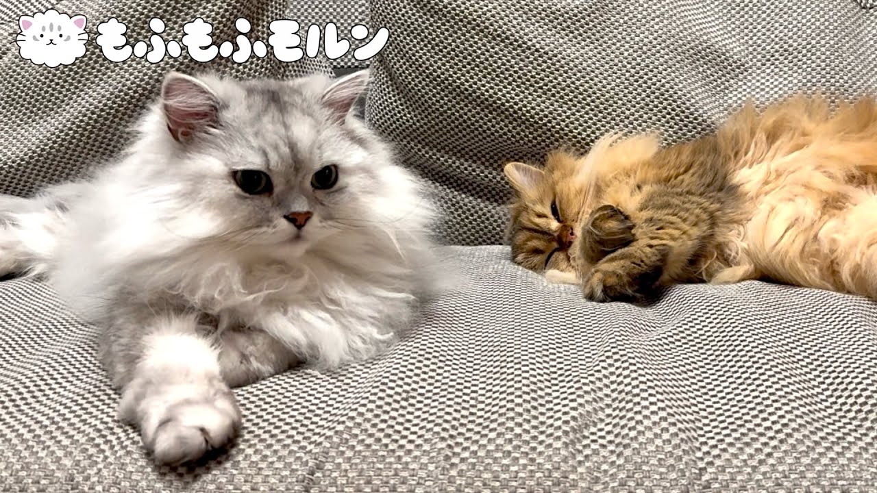 冬になると猫に人気がでる場所は？ 【サイベリアン】